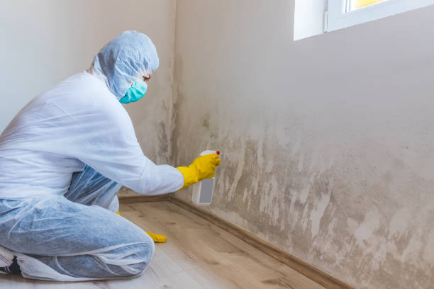 Black mold inspection in Denville