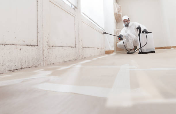 Black mold remediation team in Denville